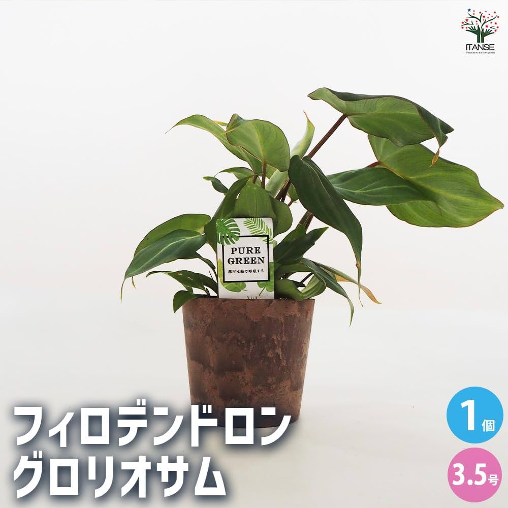 速達【フィロデンドロン・グロリオーサム　albo var.】 速達【フィロデンドロン・グロリオーサム albo var